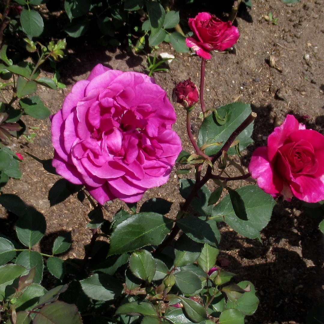 Роза блэкберри