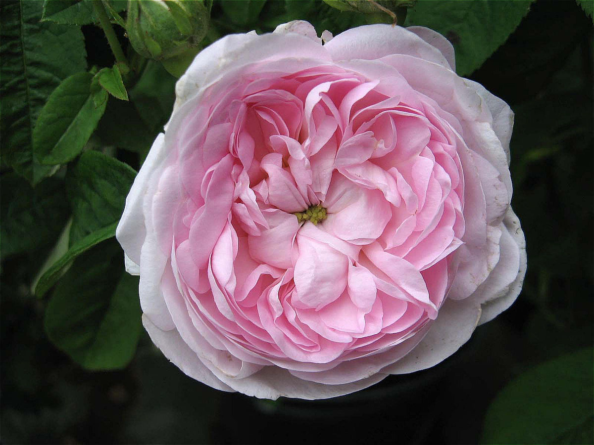 Maiden blush Rose