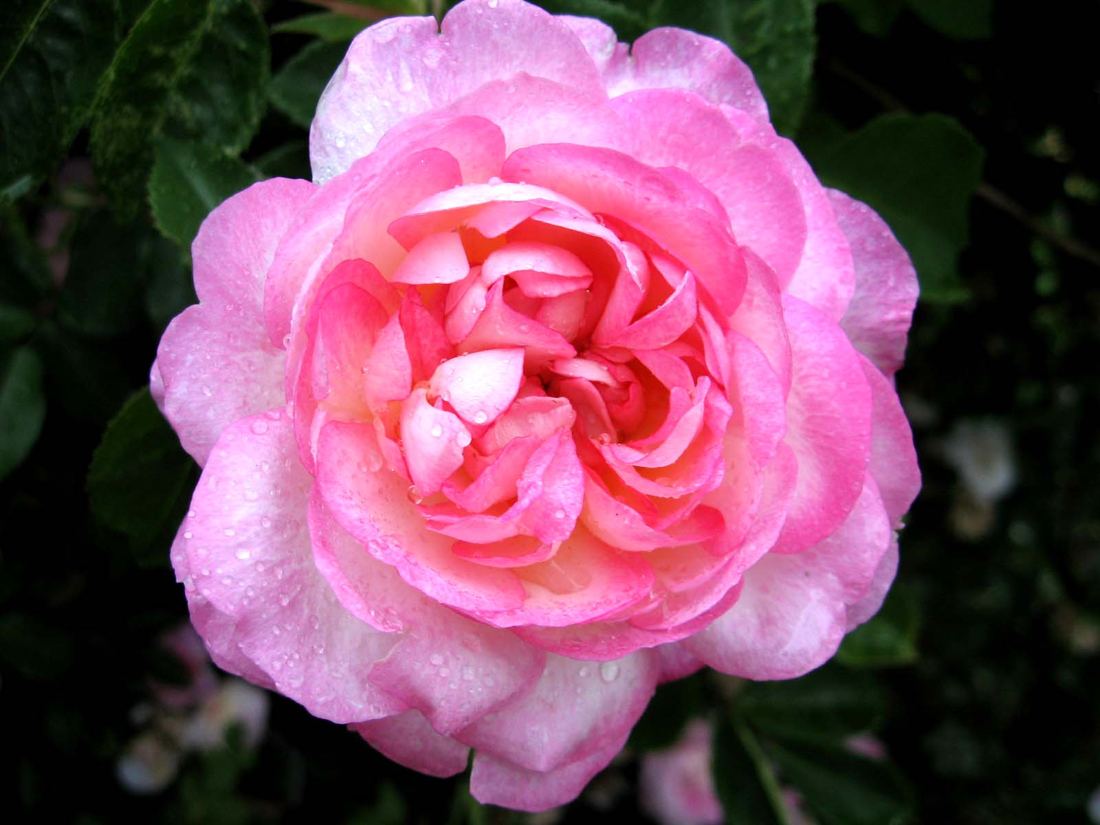 Blush Pixie роза
