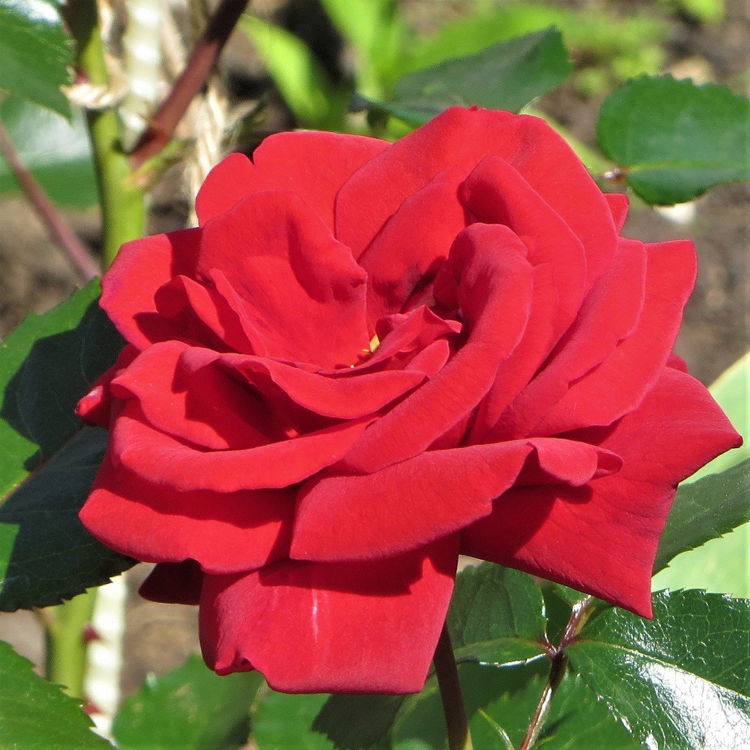 Розы Кардинал (Кордес)