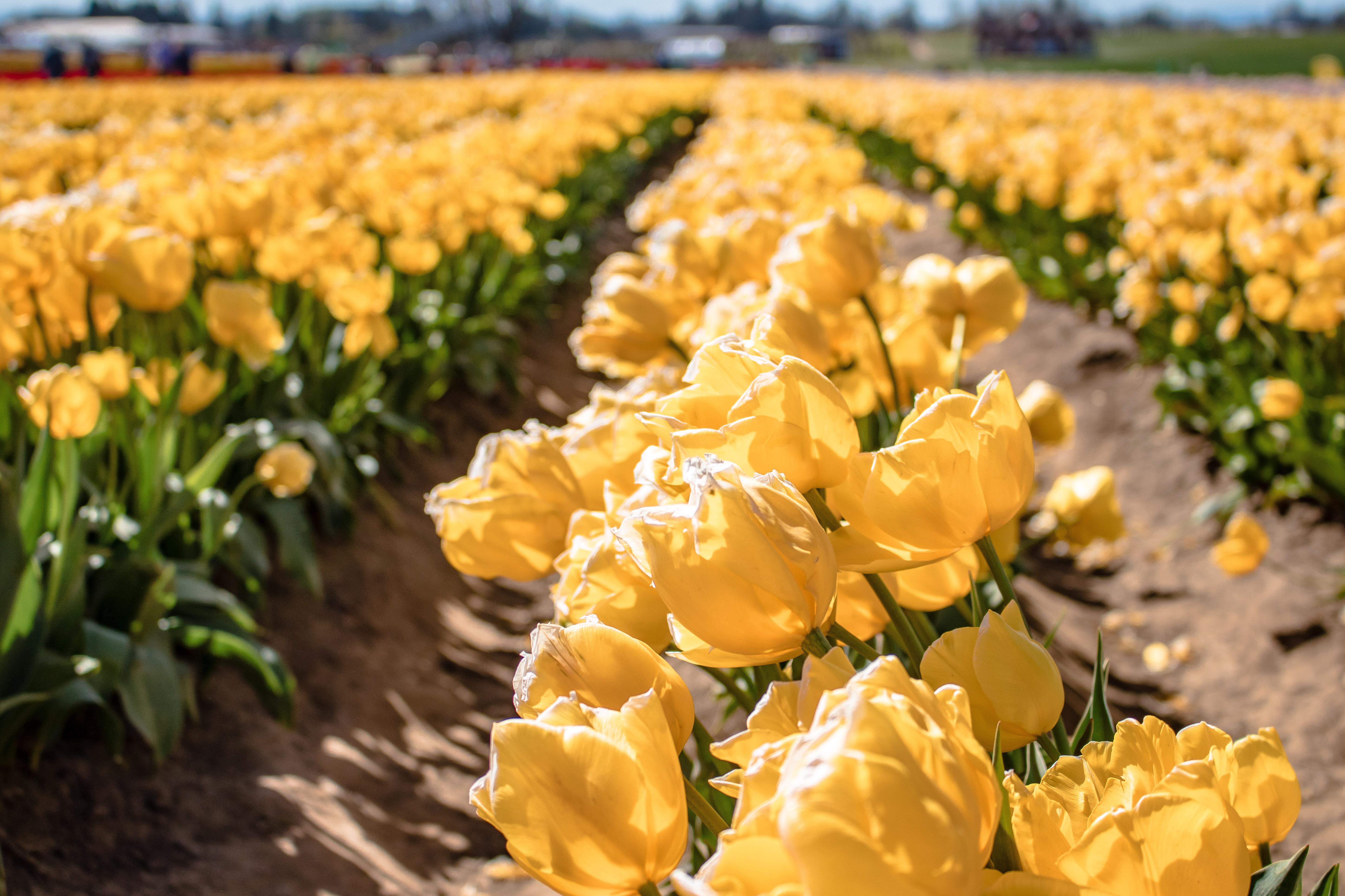 19 Желтых тюльпанов