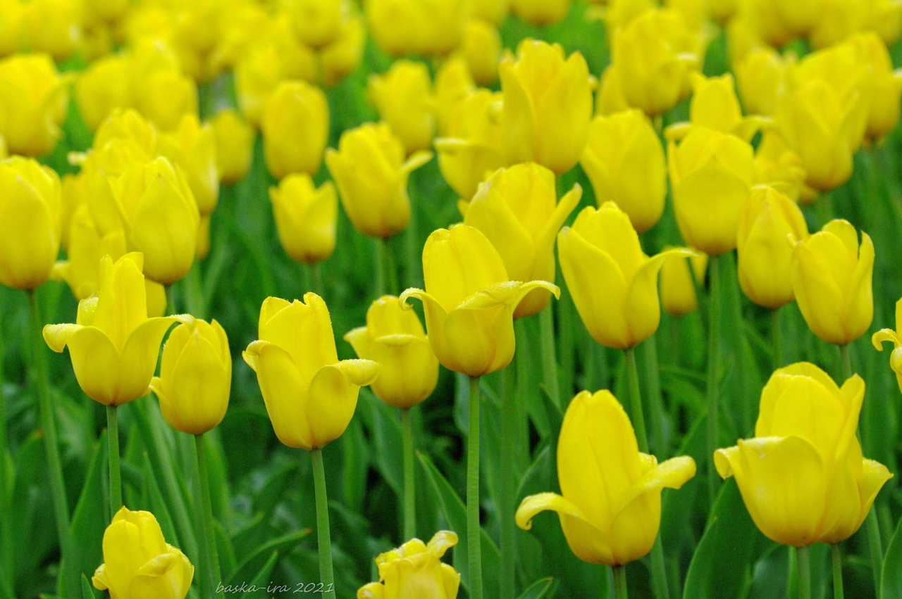 Желтые тюльпаны 126