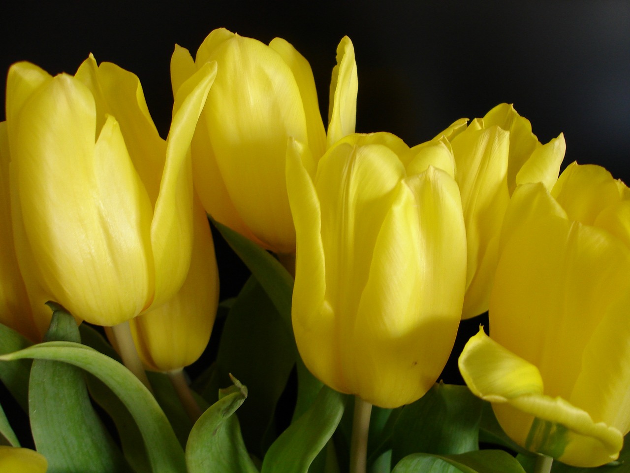 Тюльпаны Желтые Фото