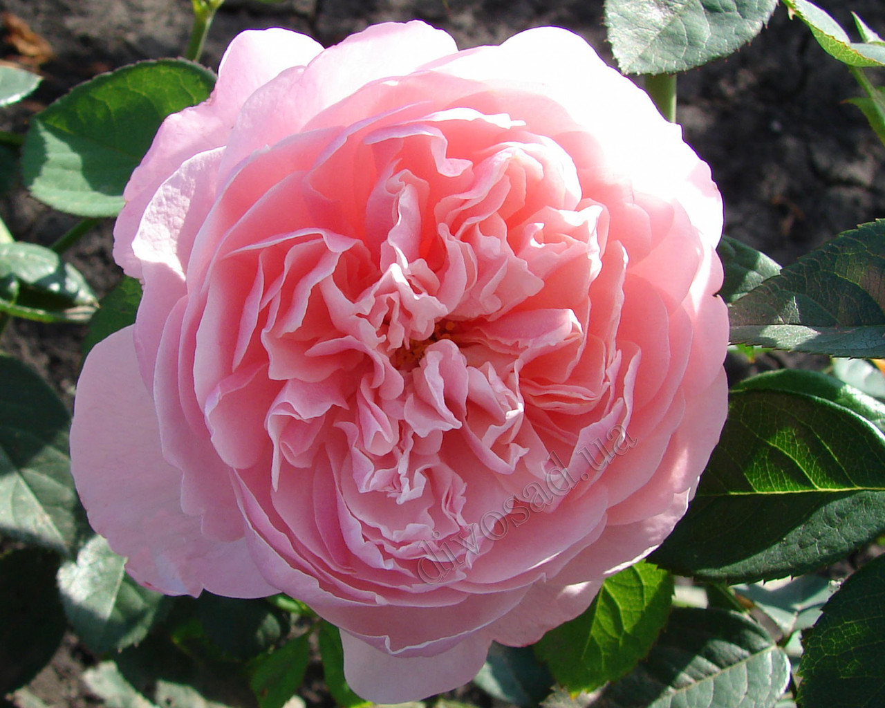 Зе Алнвик роз (the Alnwick Rose)