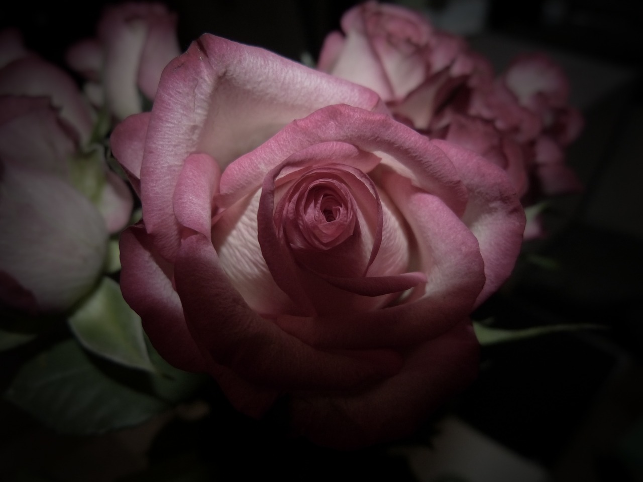 Живые цветы фото розы