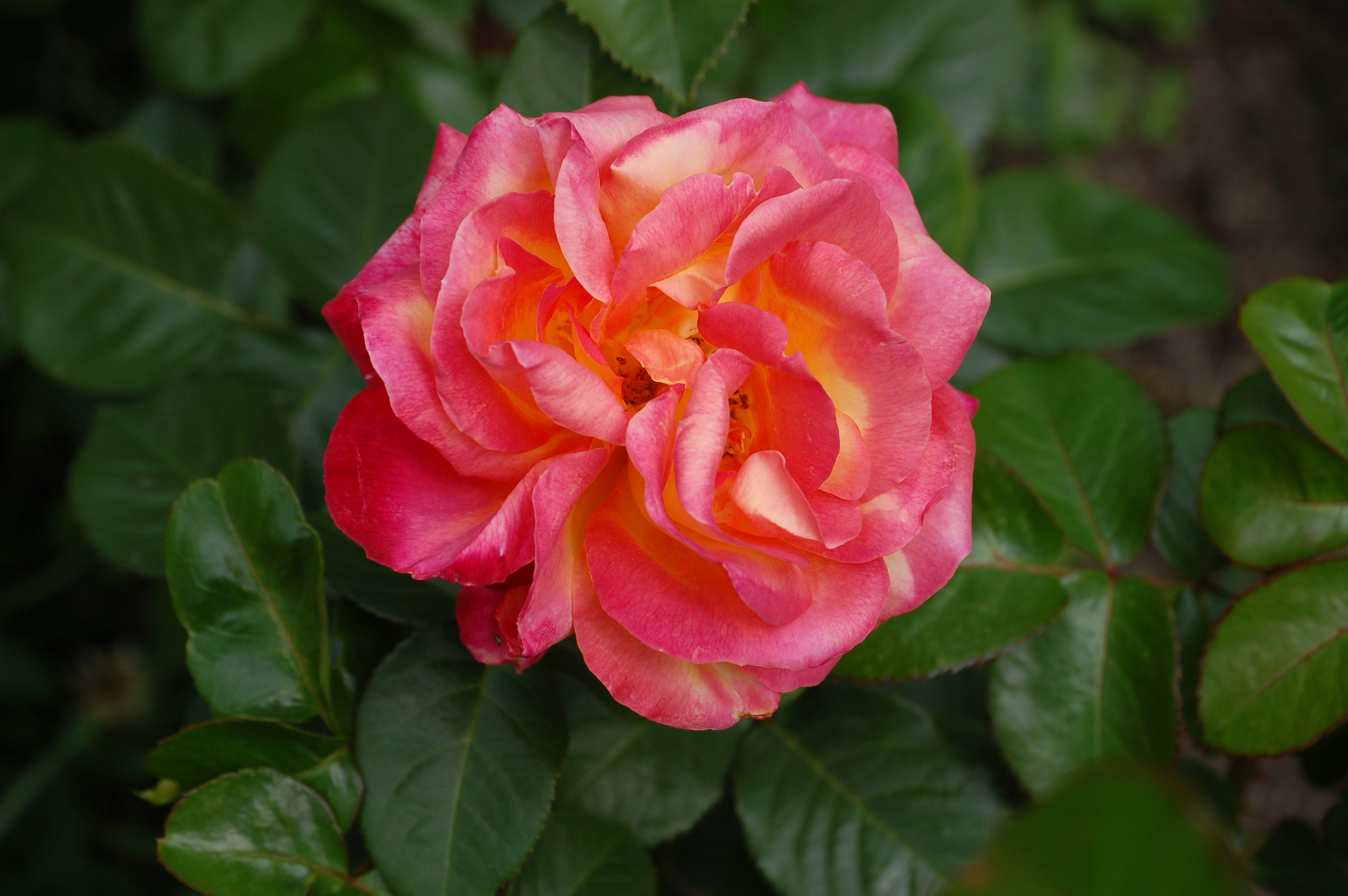 Роза чайно-гибридная 'Casanova'