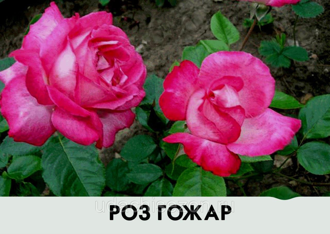 Роза Чайно Гибридная Топаз