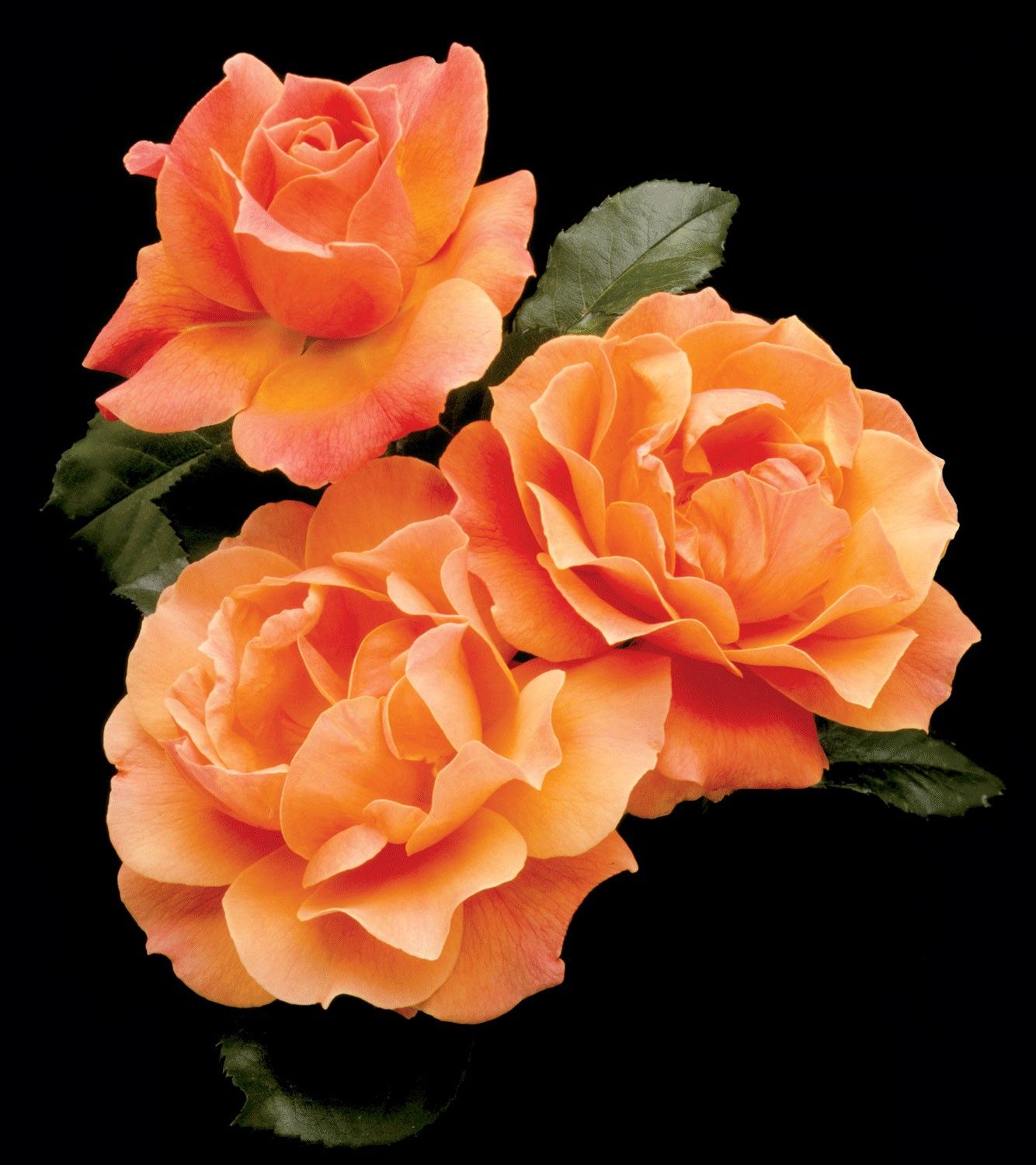 Роза оранжевая махровая