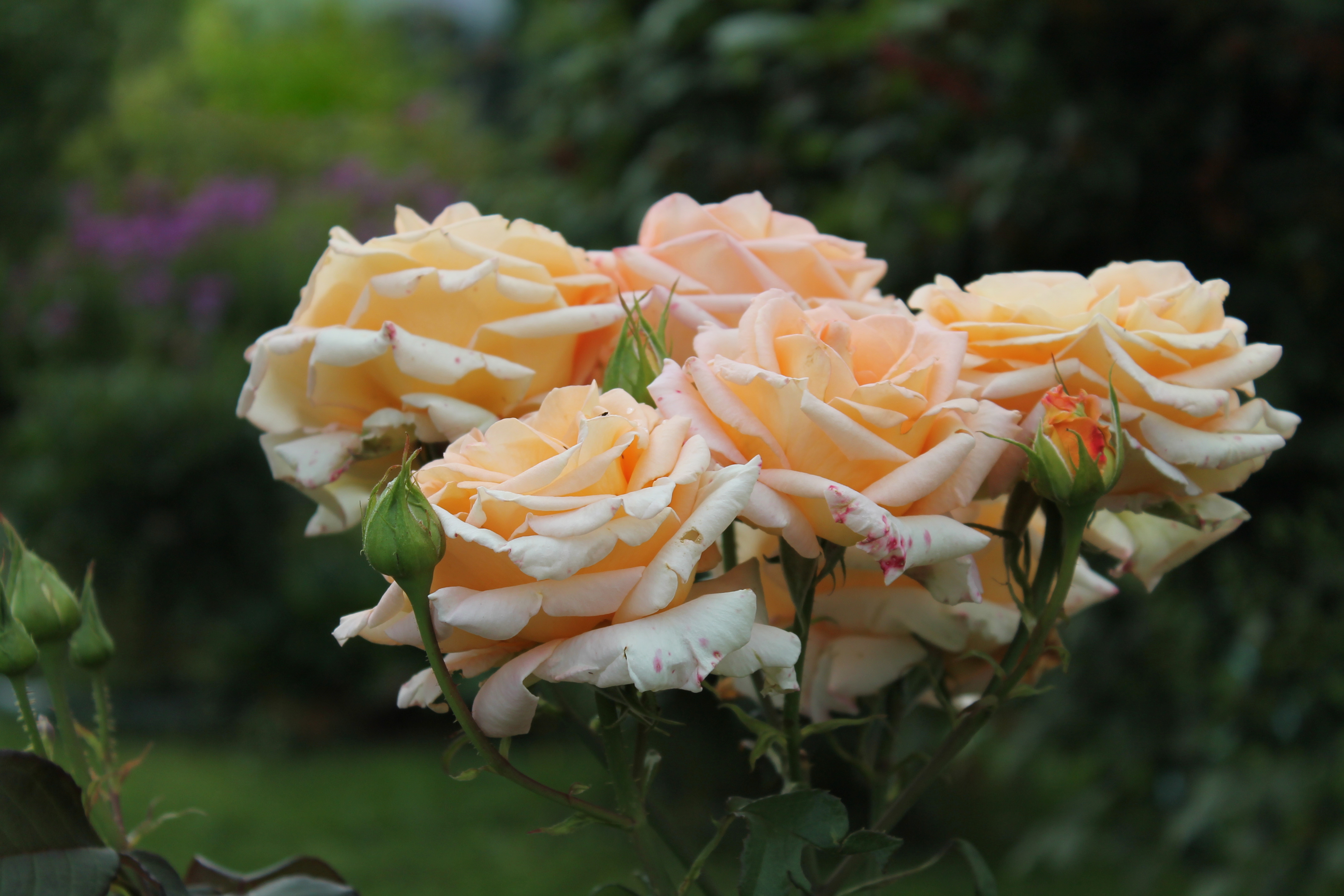 Эмили - Золотая роза - 121 фото
