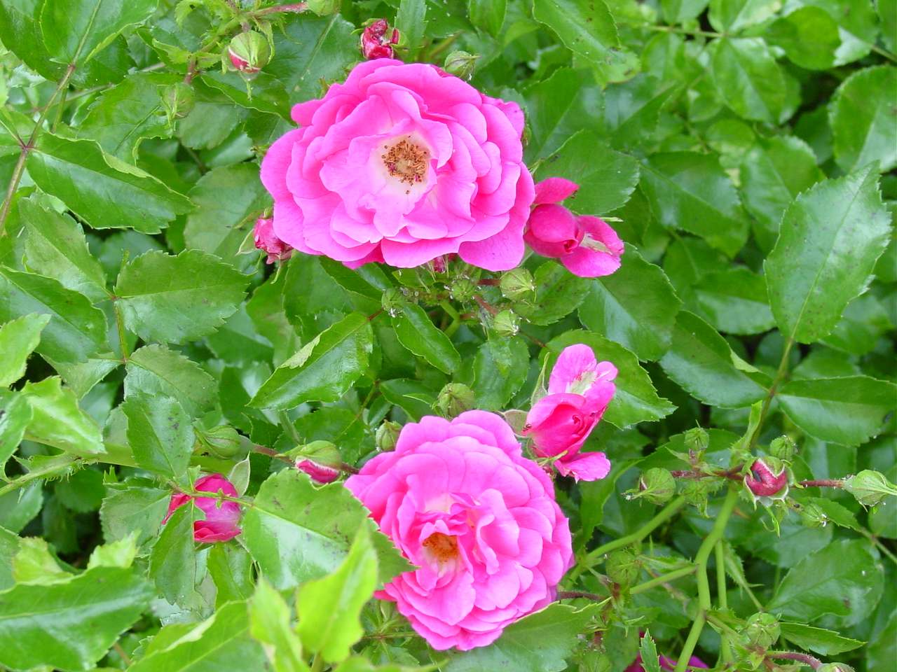 Кустовые розы шиповник
