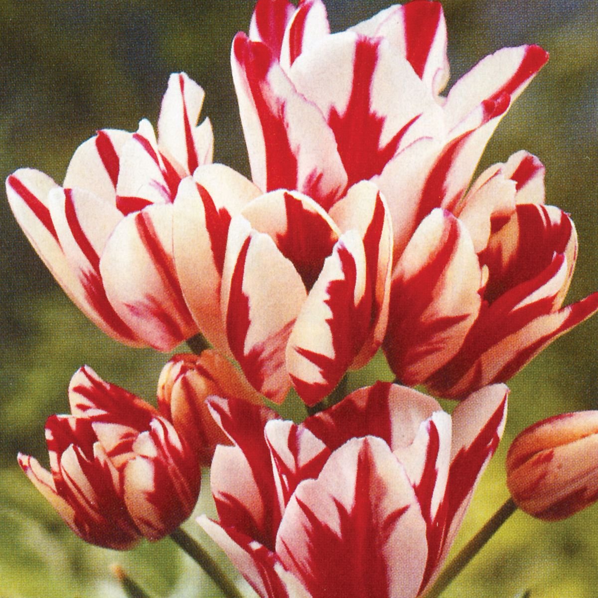 Тюльпан многоцветковый Flaming Club
