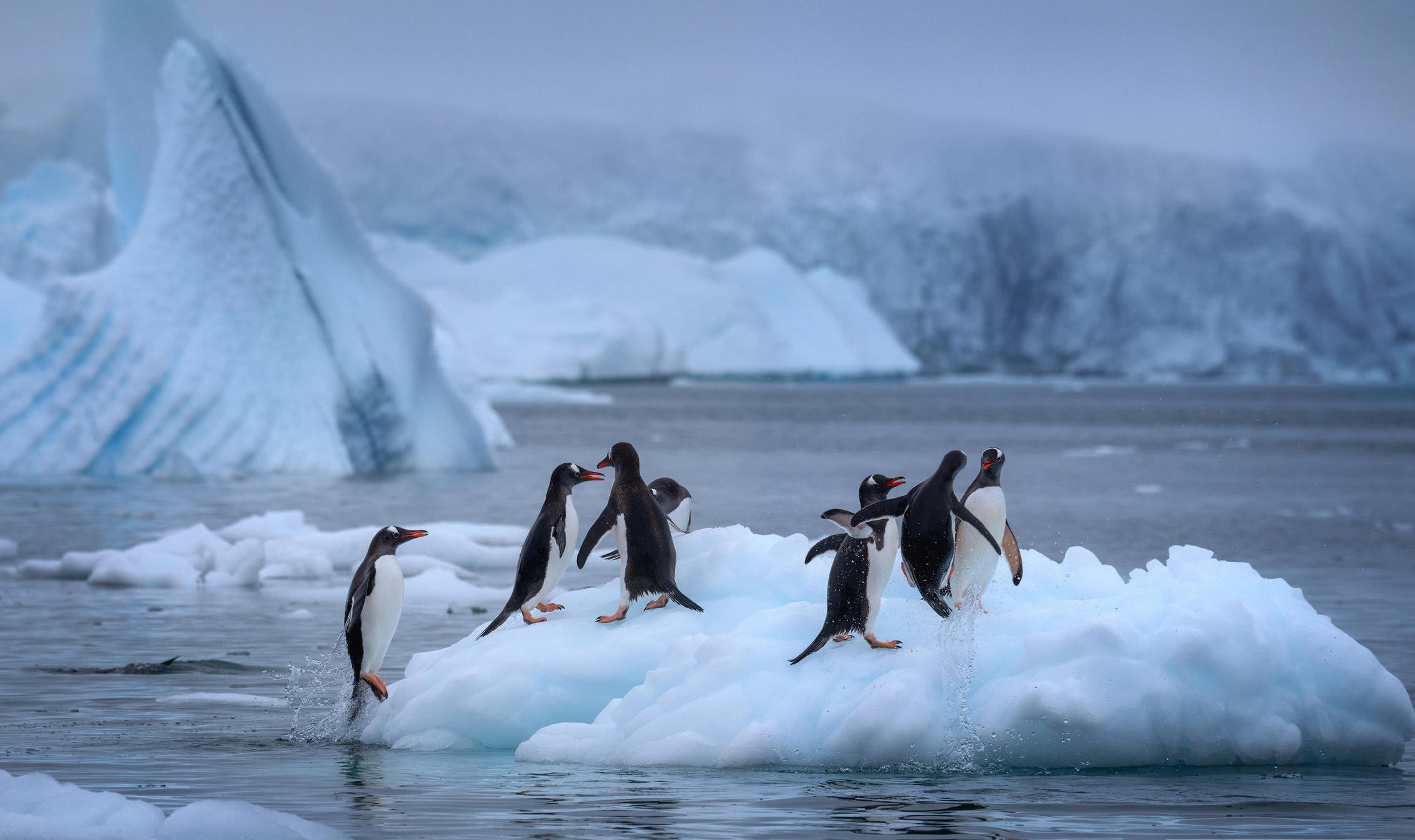 Северном Ледовитом океане а пингвины в Антарктиде