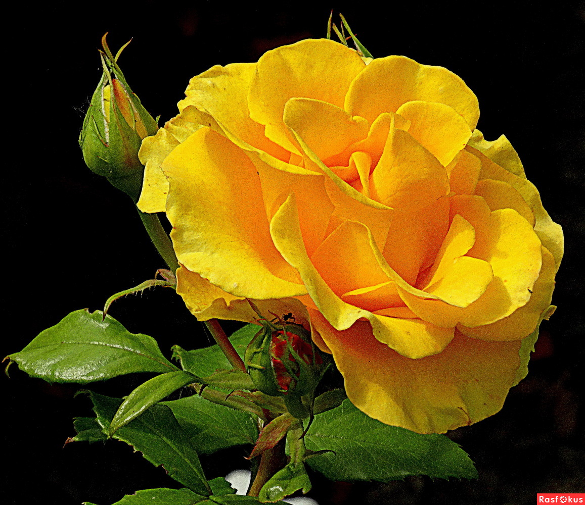 Розы желтые с красной каймой