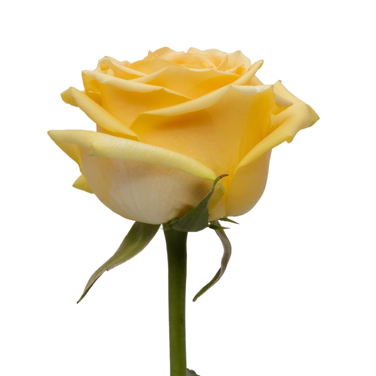 Желтая роза 150-005
