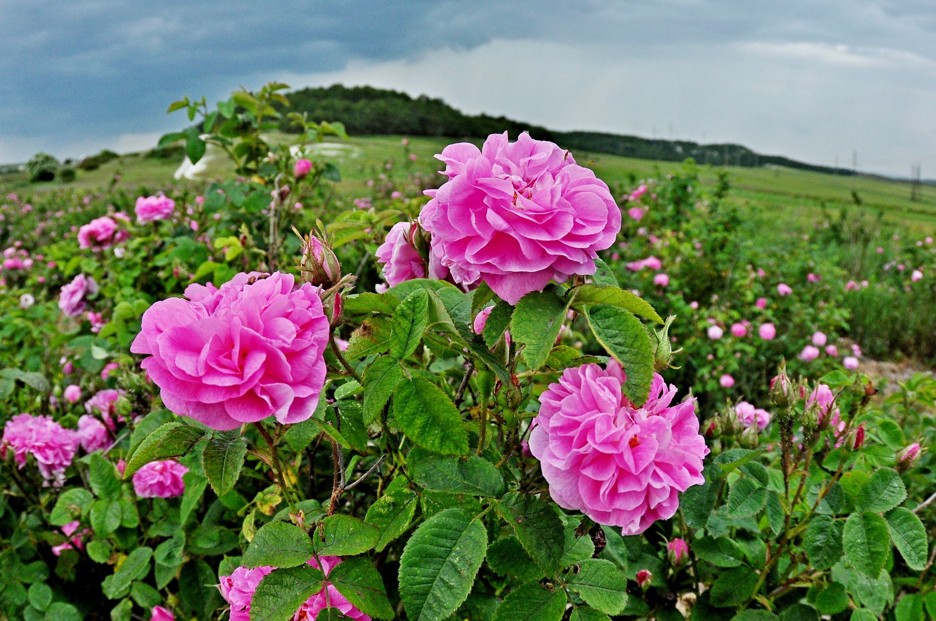 Крымская эфиромасличная роза
