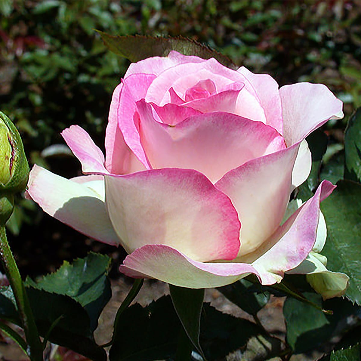 сорта белых чайно гибридных роз фото
