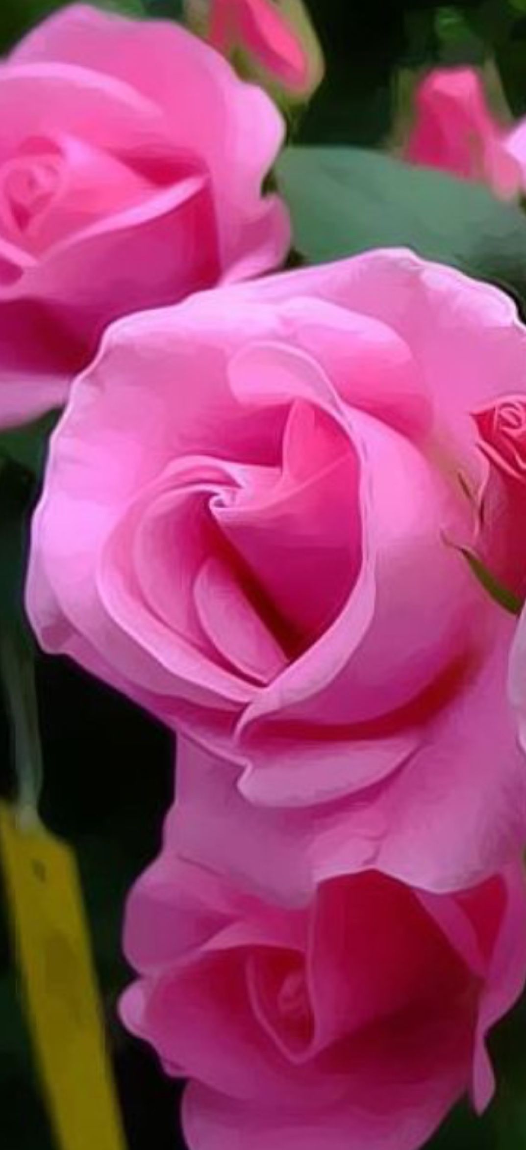 Малошипная розовая роза
