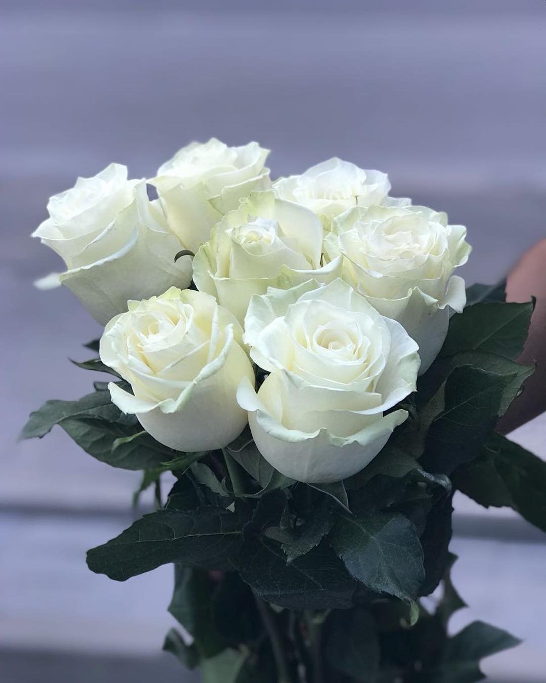 Голландские Белые Розы
