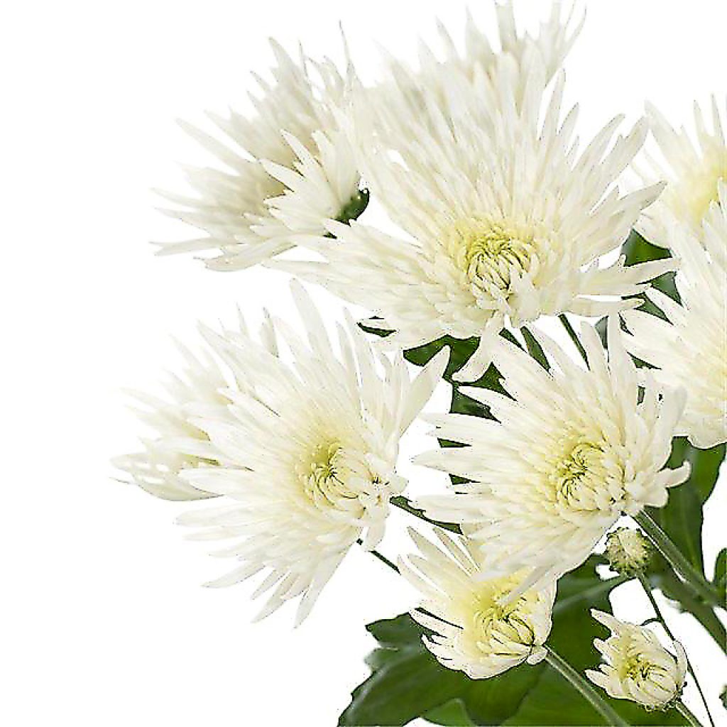 Хризантема одноголовая Анастасия белая