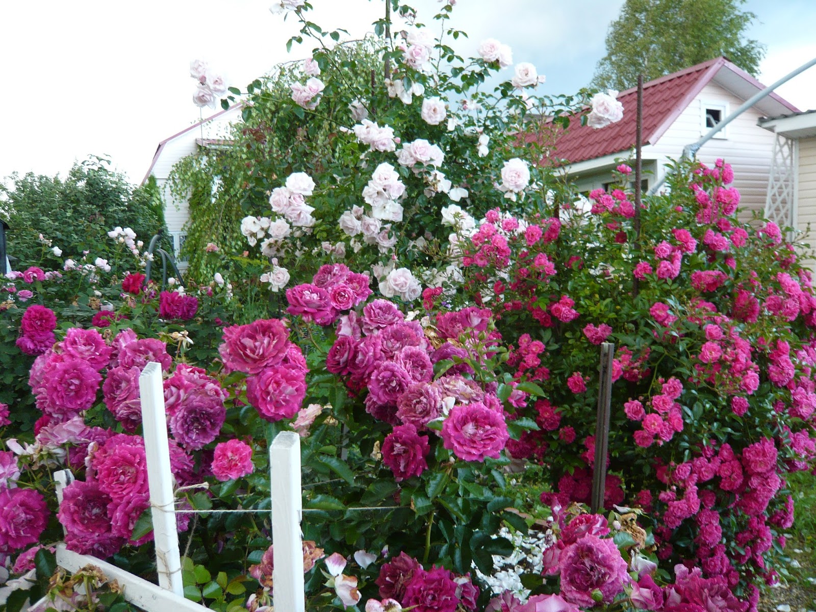 розы плетистые сорта зимостойкие фото