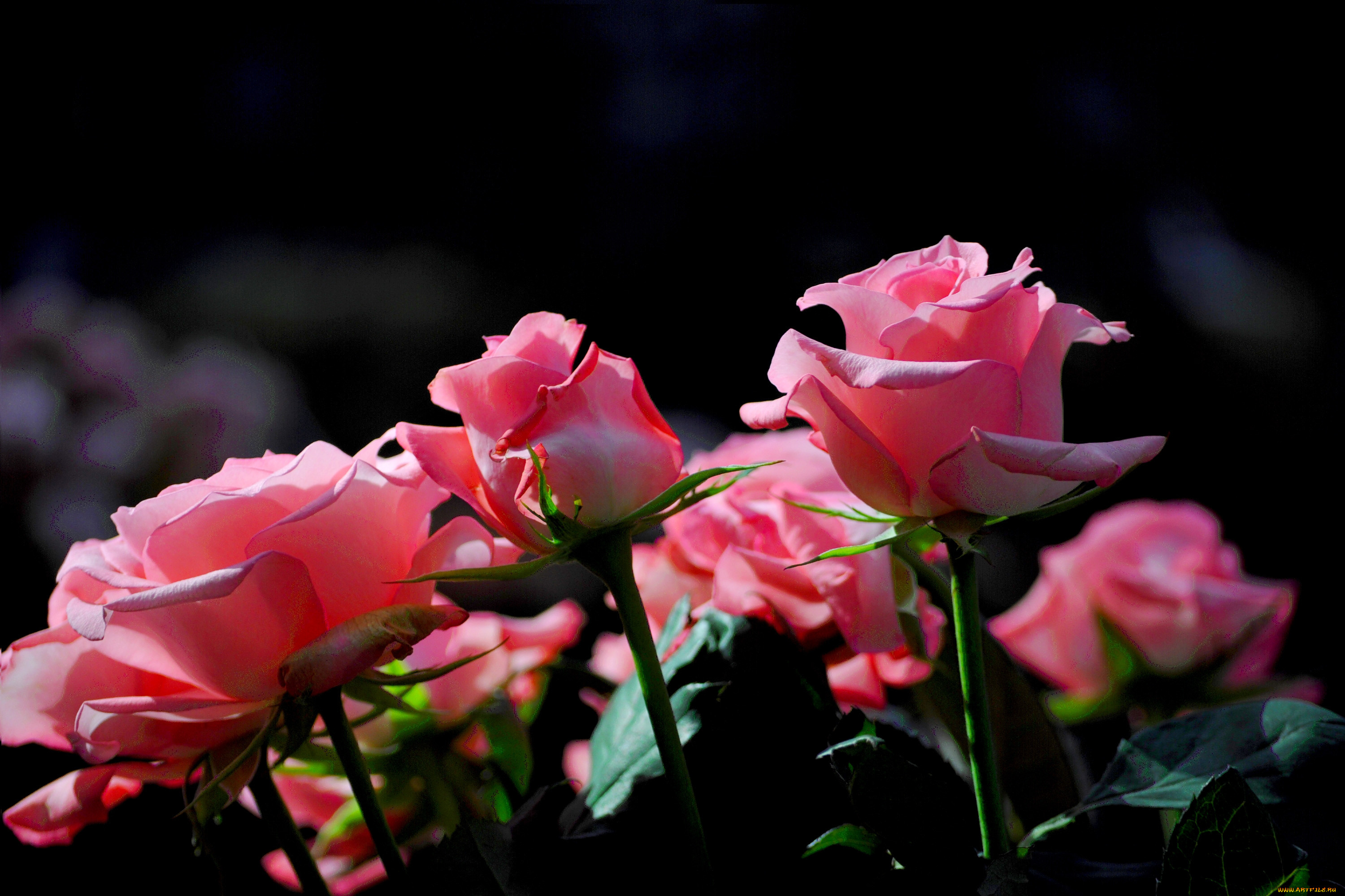 Розовые розы в ночи