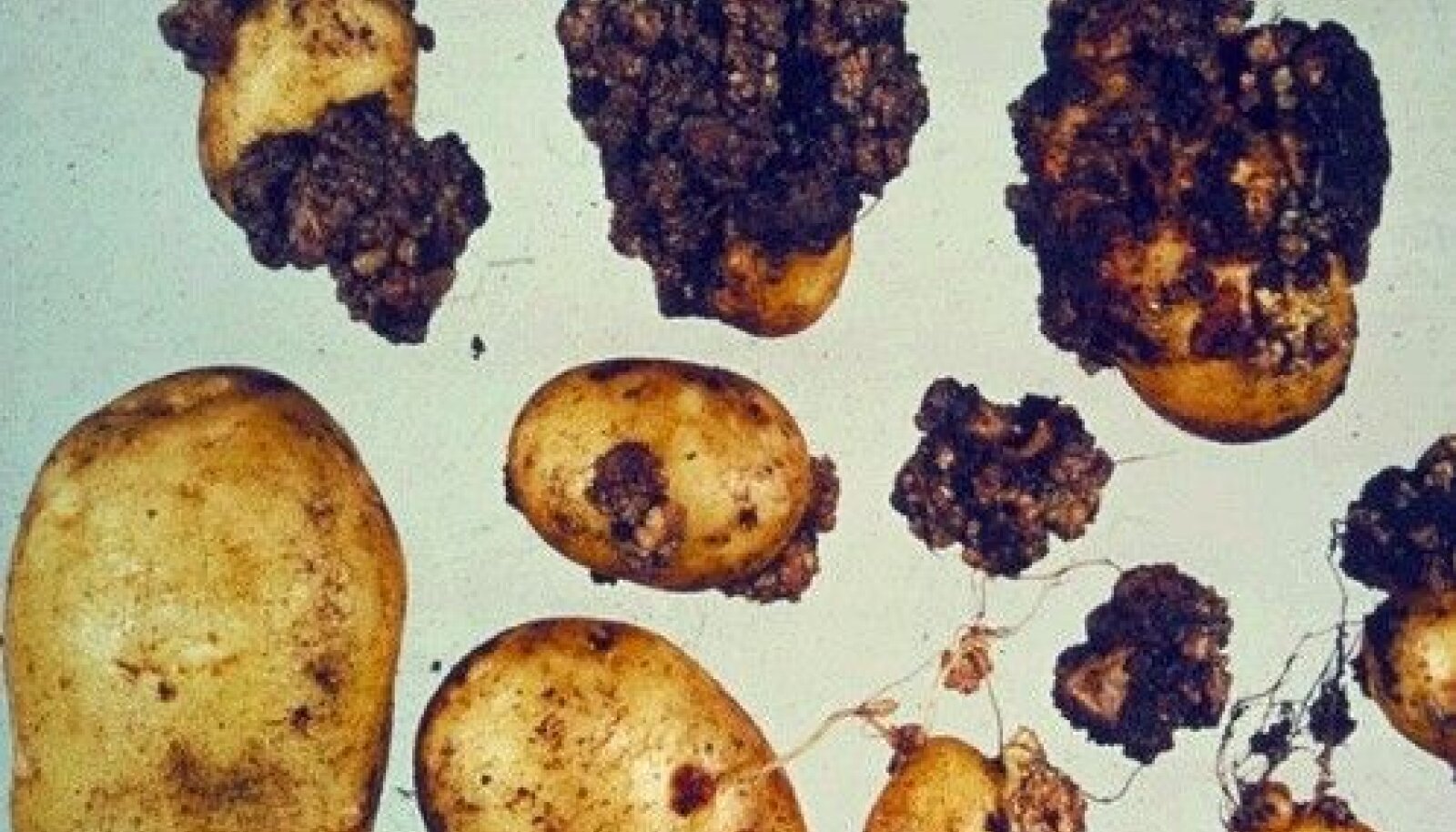 Synchytrium endobioticum на картофеле
