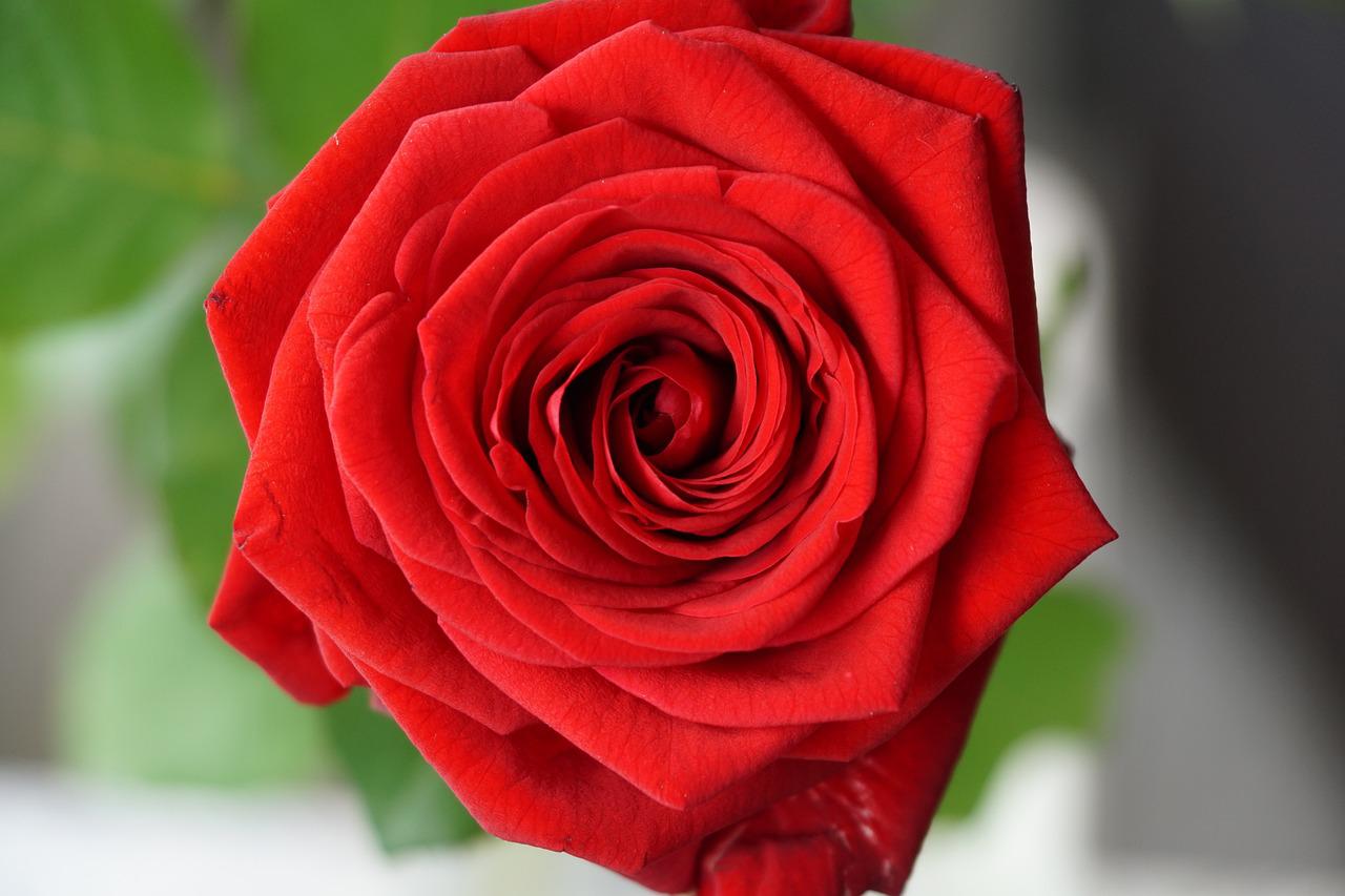 Роза красная с разводами