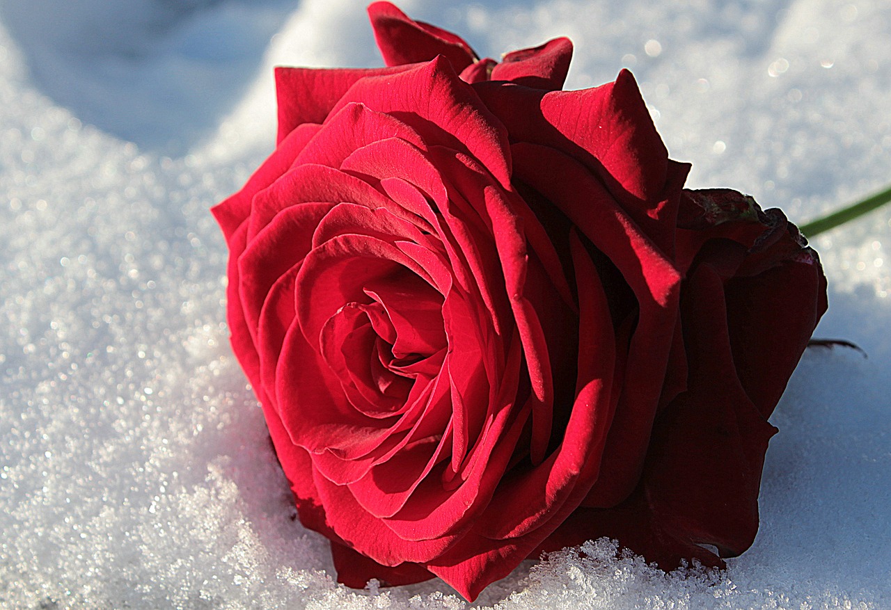Красные розы на снегу фото