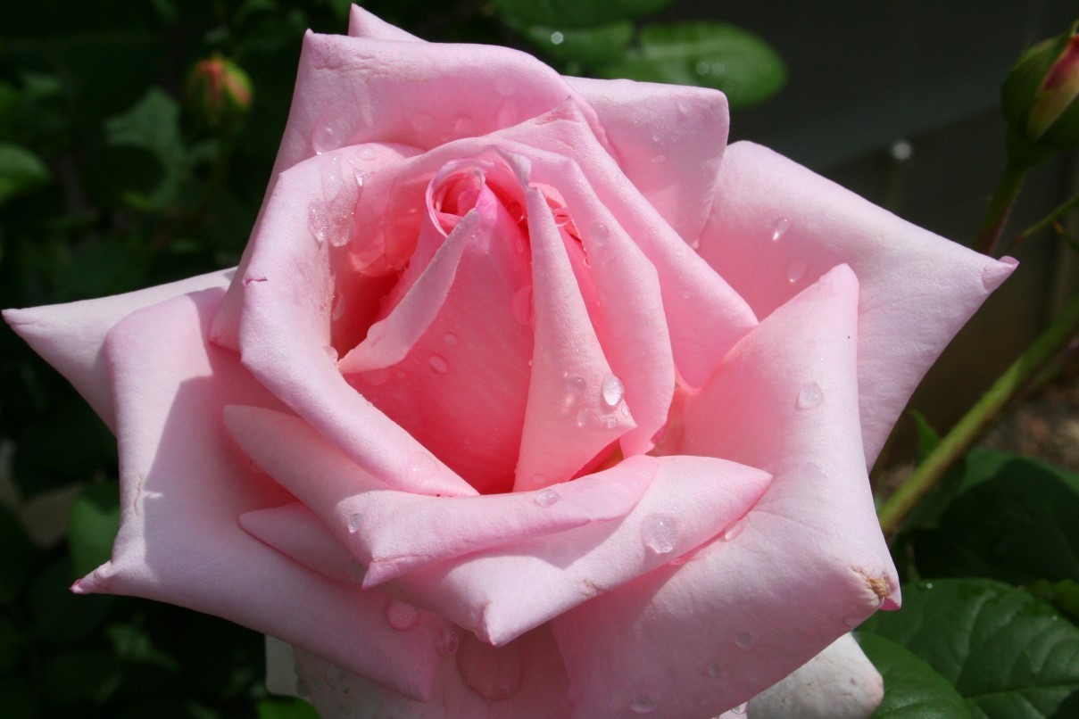 Необычные розовые розы