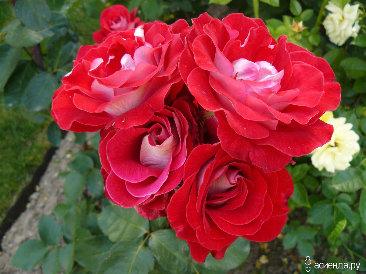 Latin rose