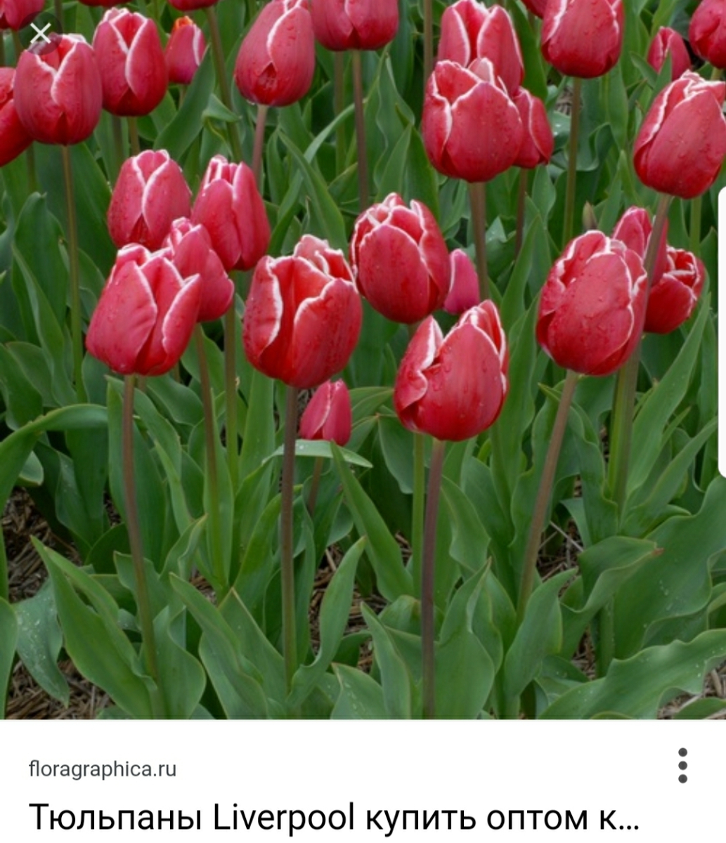 тюльпан лех валенса фото
