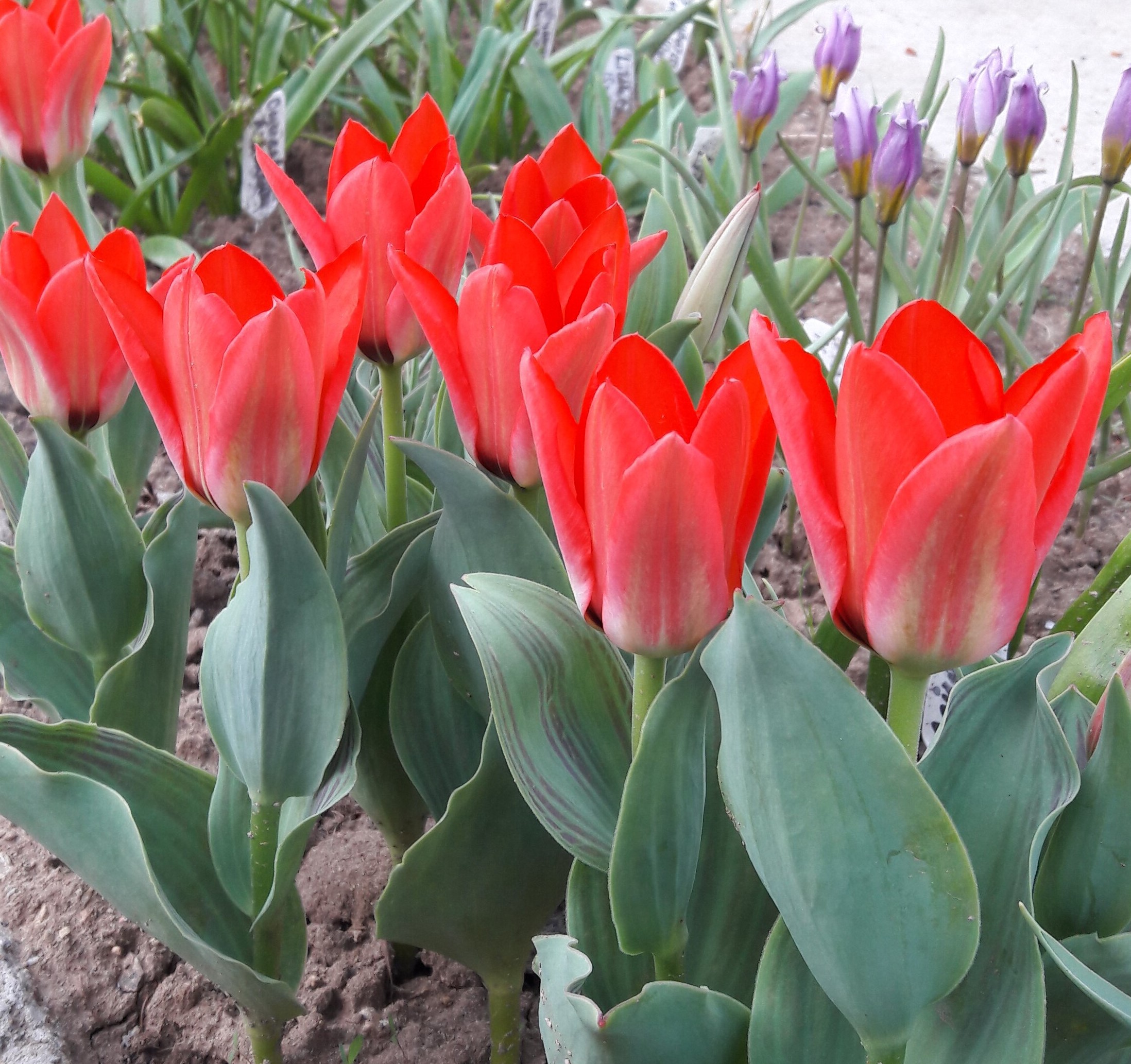 Tulipa kaufmanniana тюльпан Кауфмана