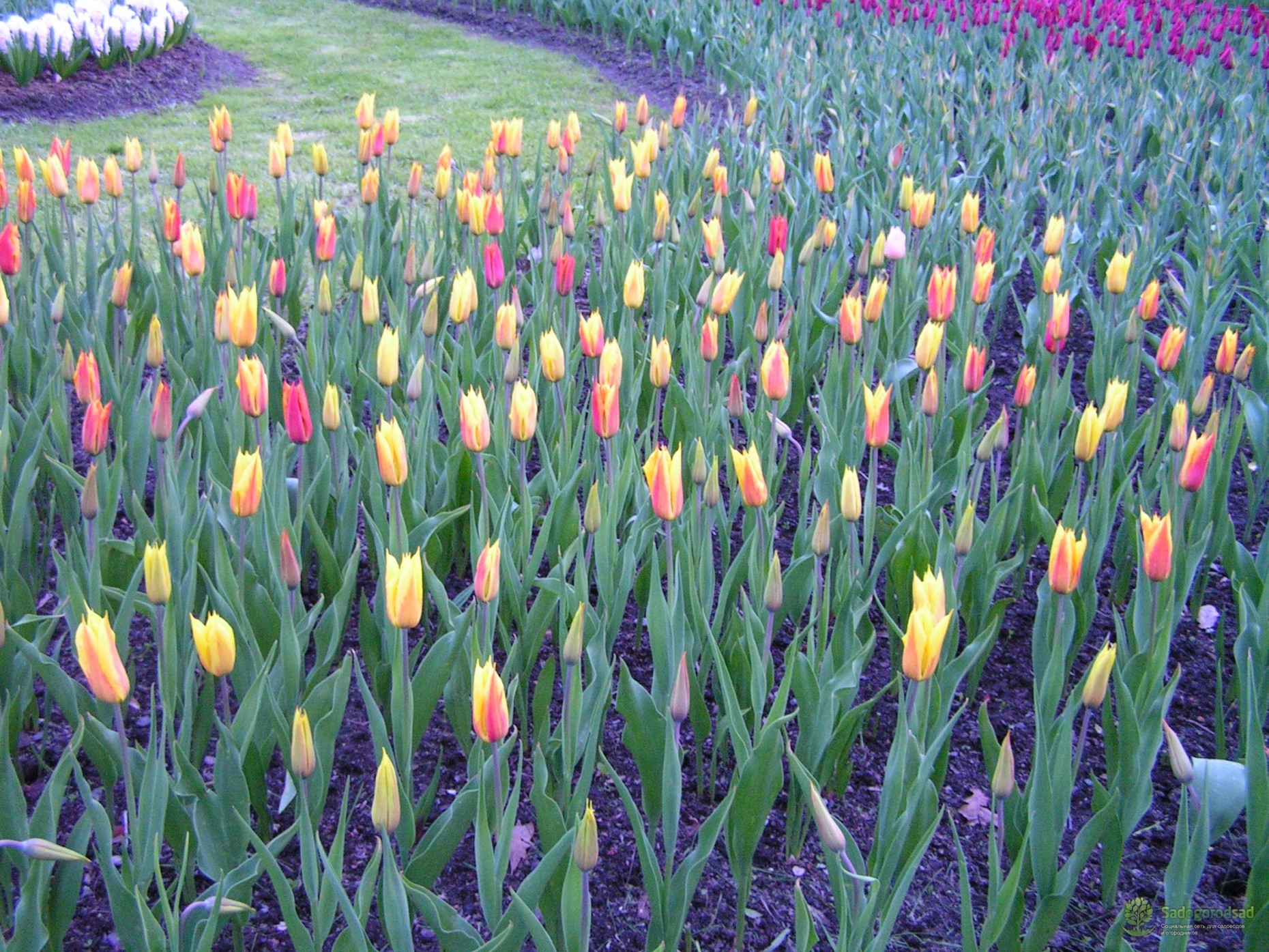 Тюльпан Квебек многоцветковый