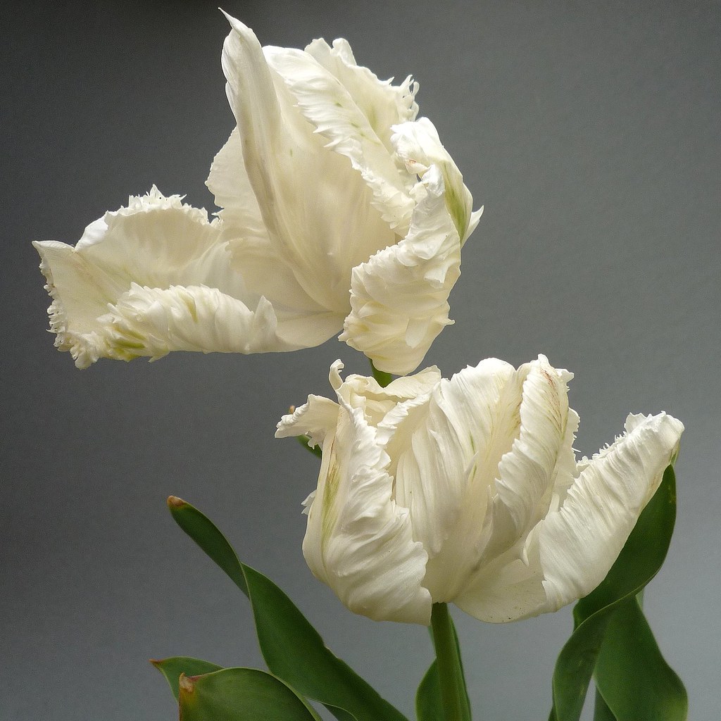 White Parrot тюльпан