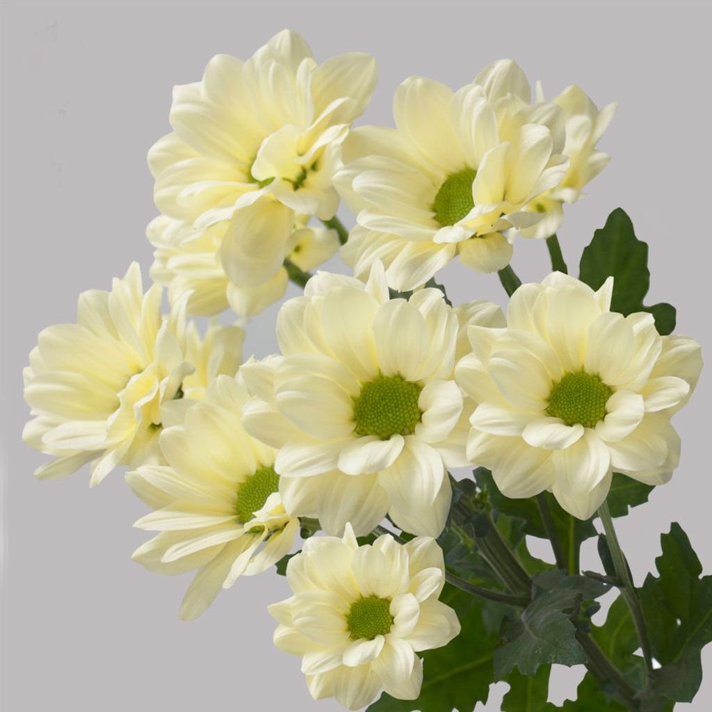 кремовые хризантемы фото