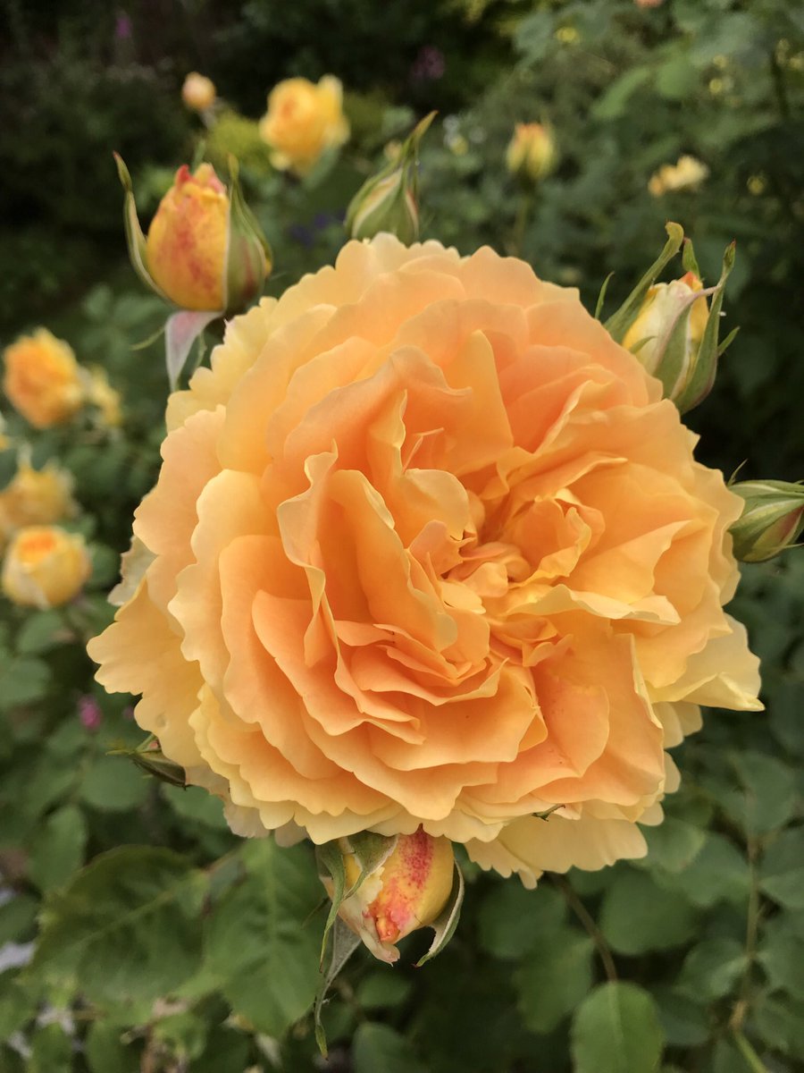 Сорт розы Вирджиния