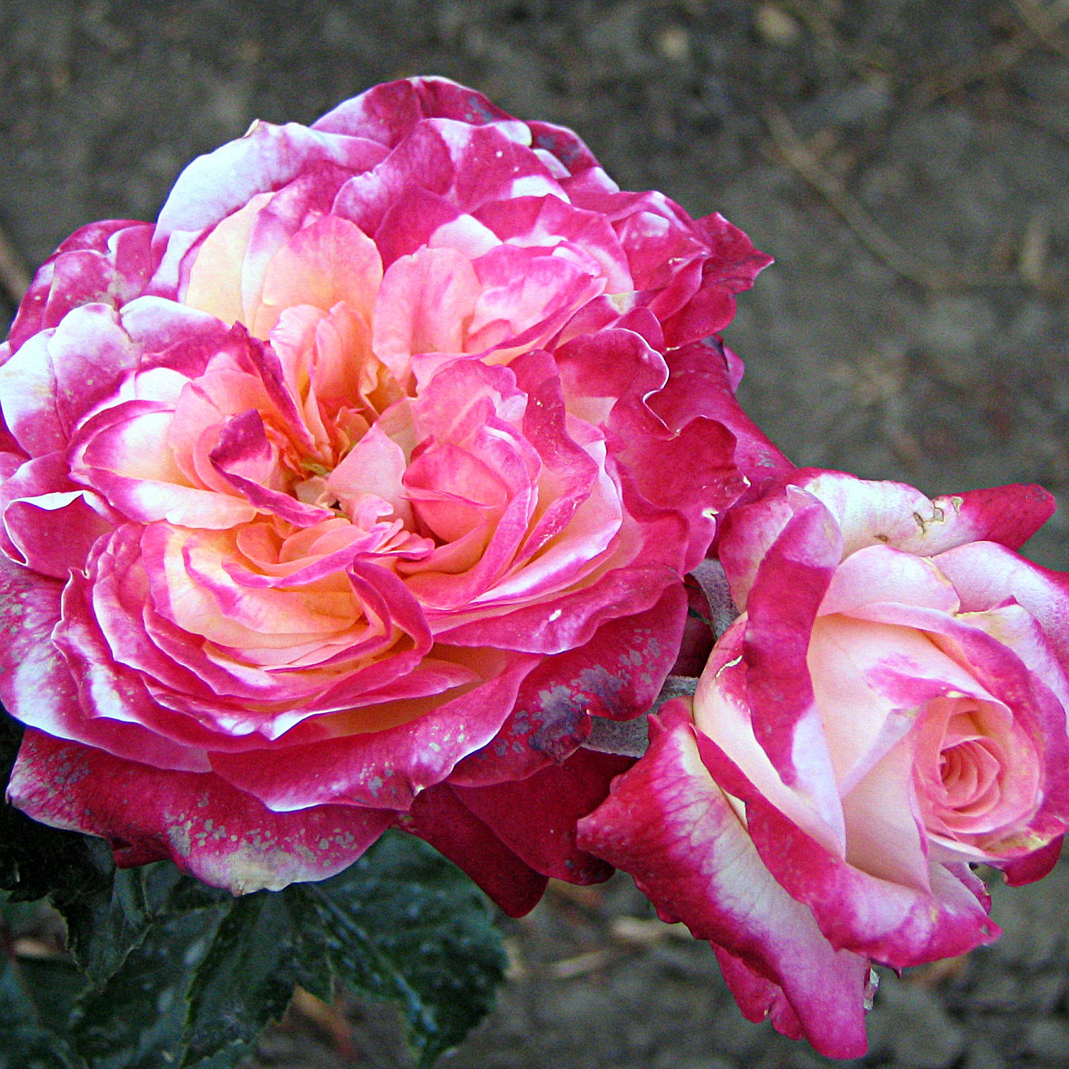 Роза флорибунда Ротилия