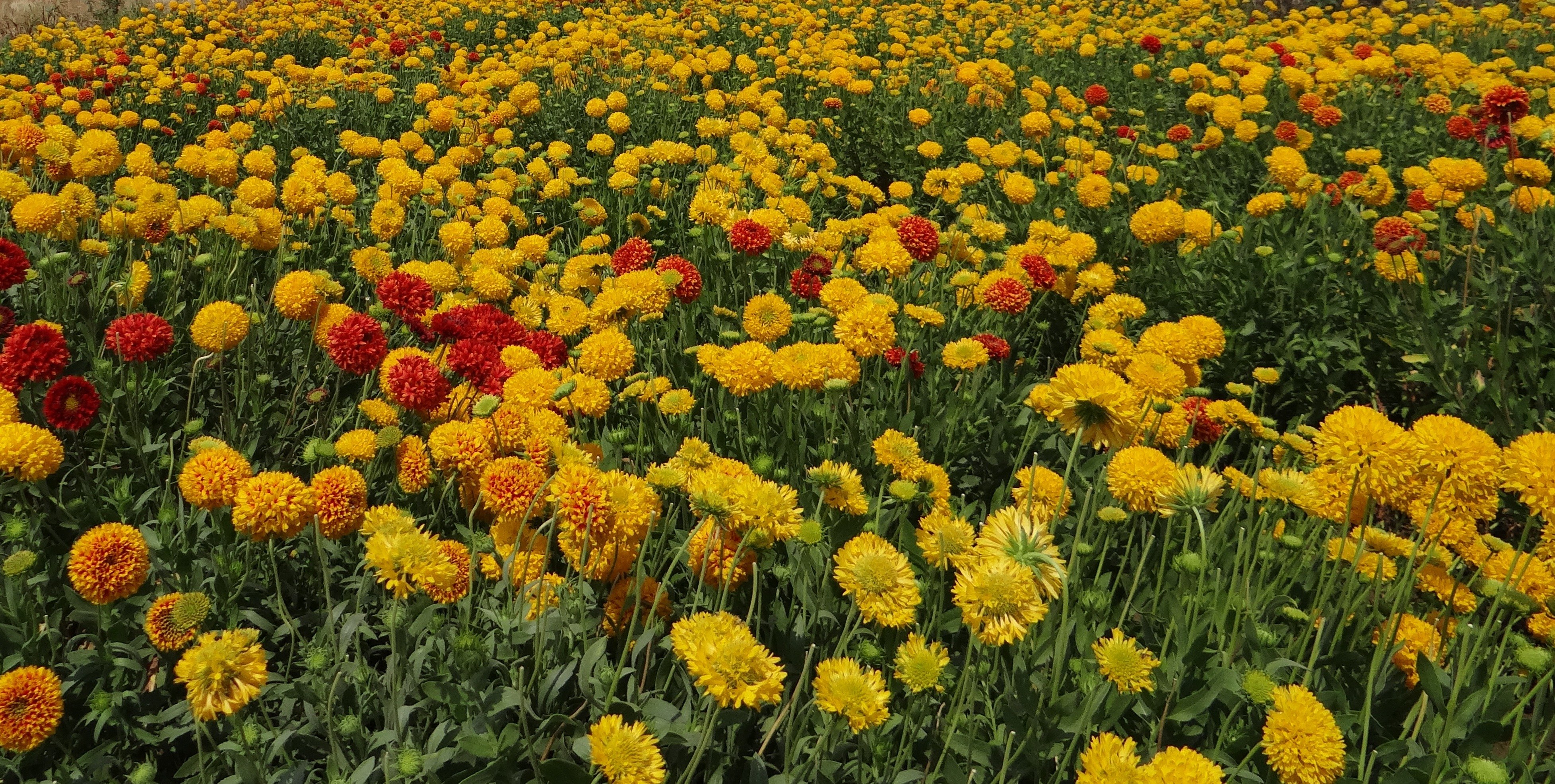 хризантема русское поле фото