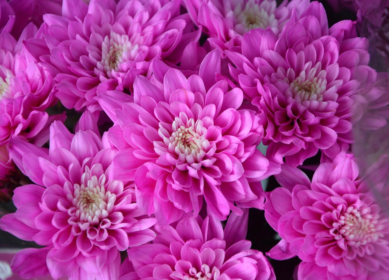 Хризантема brannobless blush Pink