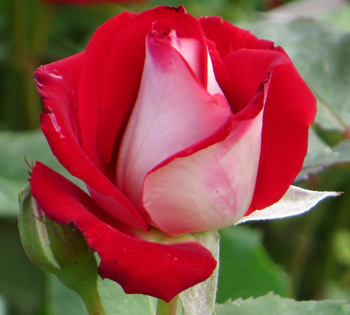 роза игуасу эквадор
