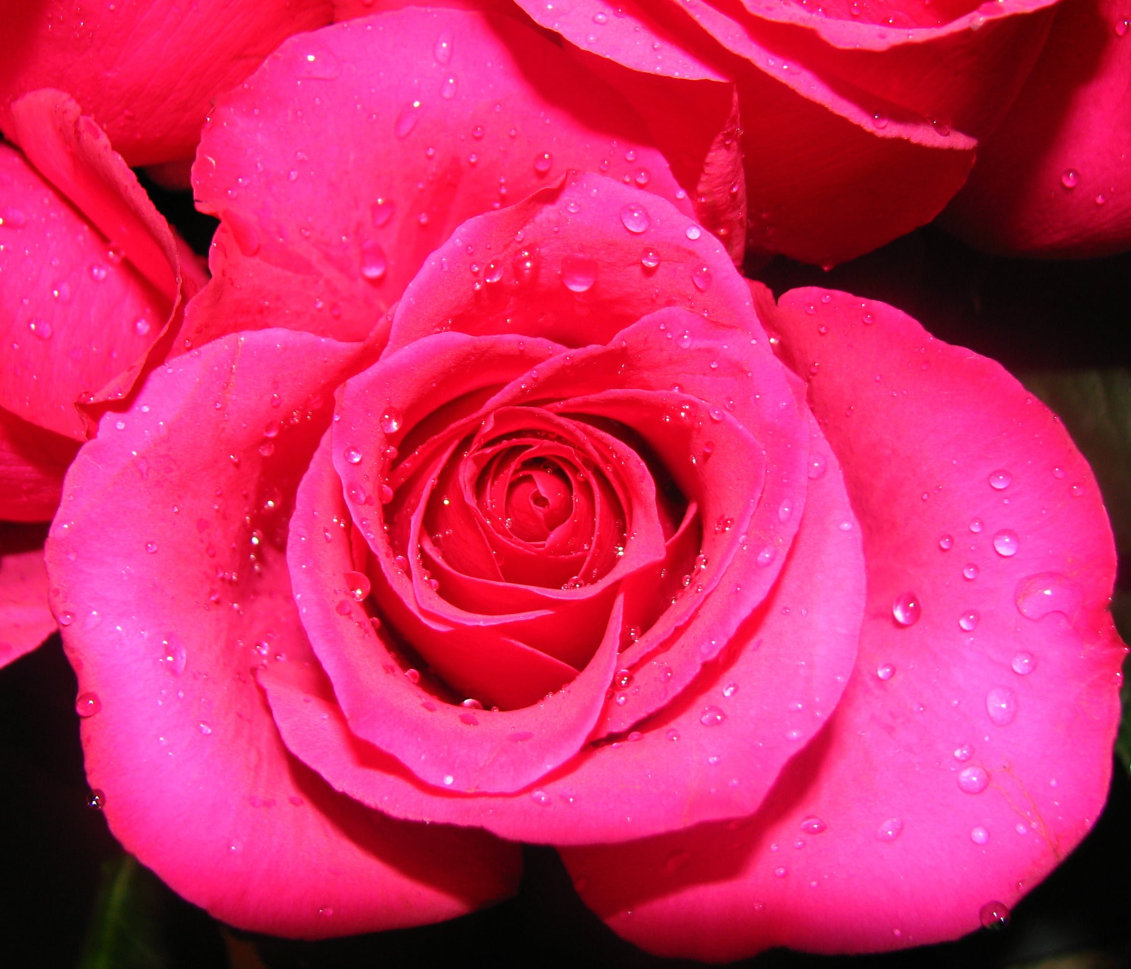 Розы цвета фуксии