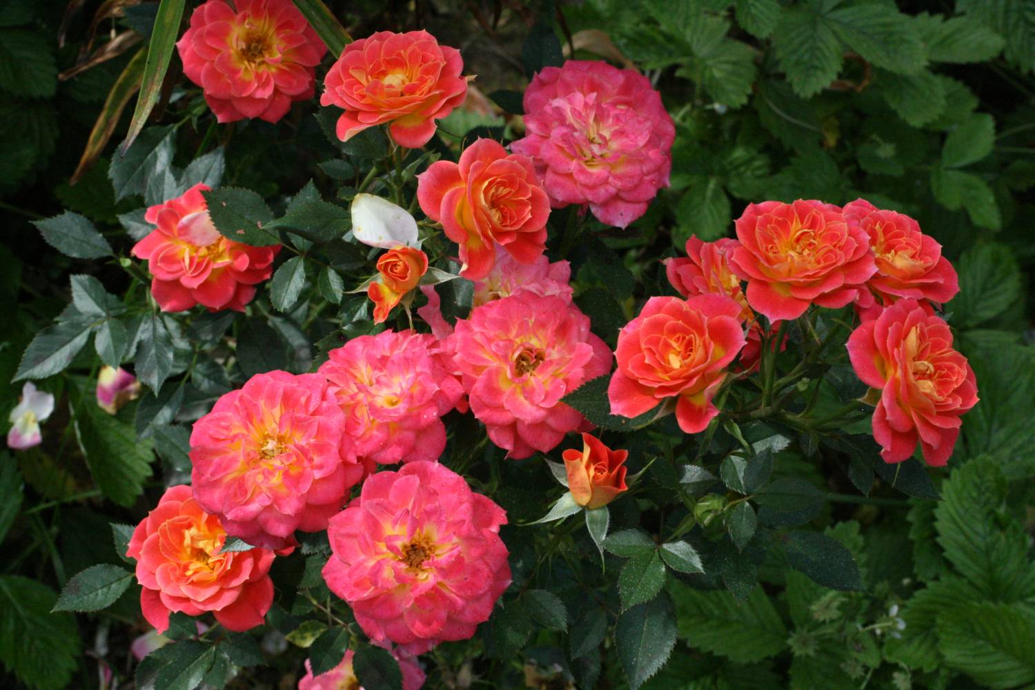 Бордюрная роза Нинетта Ninetta