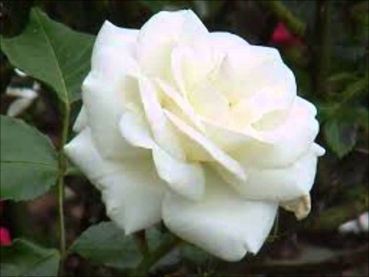 Роза White Cockade