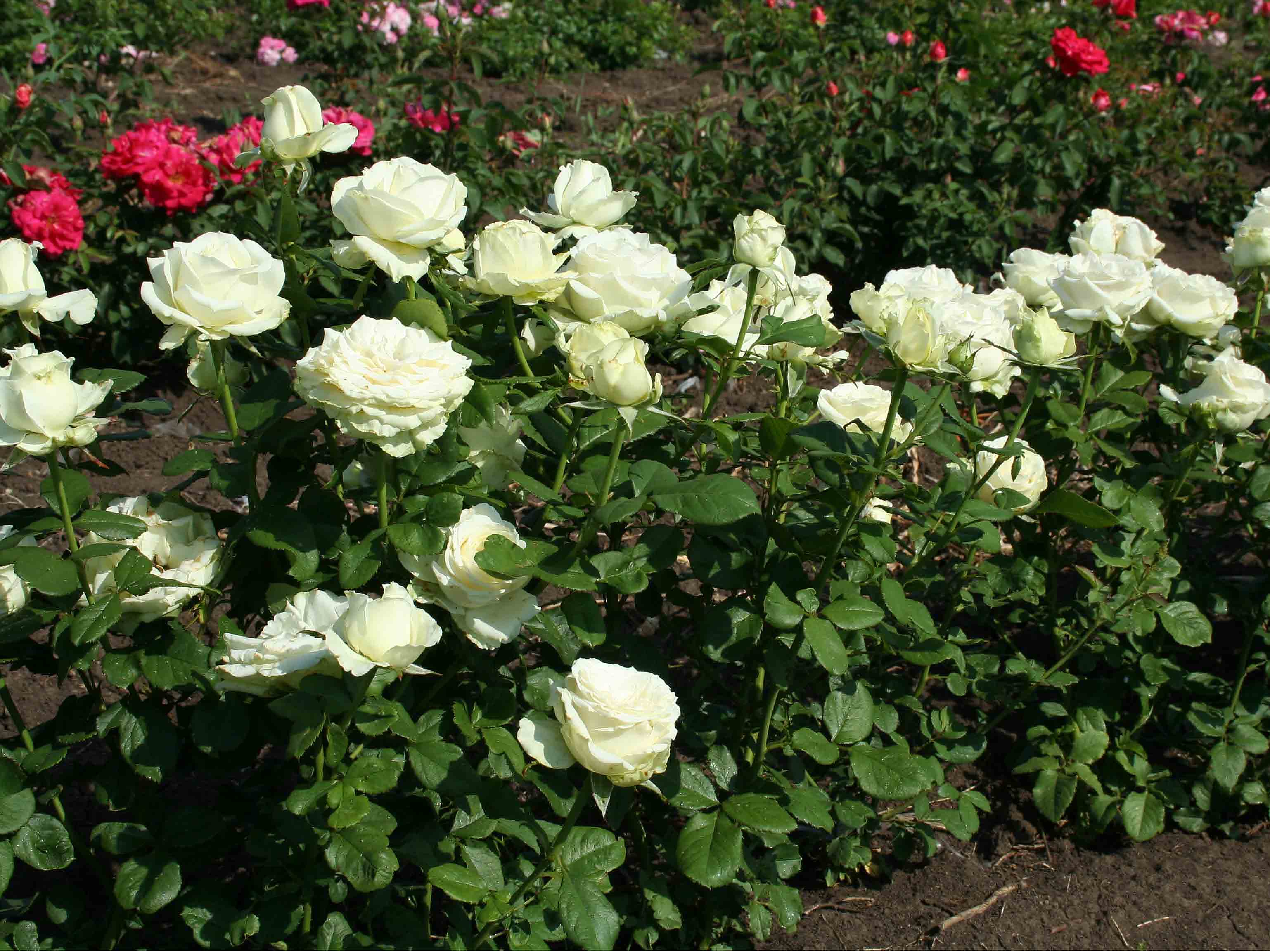 Чайно гибридная Анастасия роза на кусту