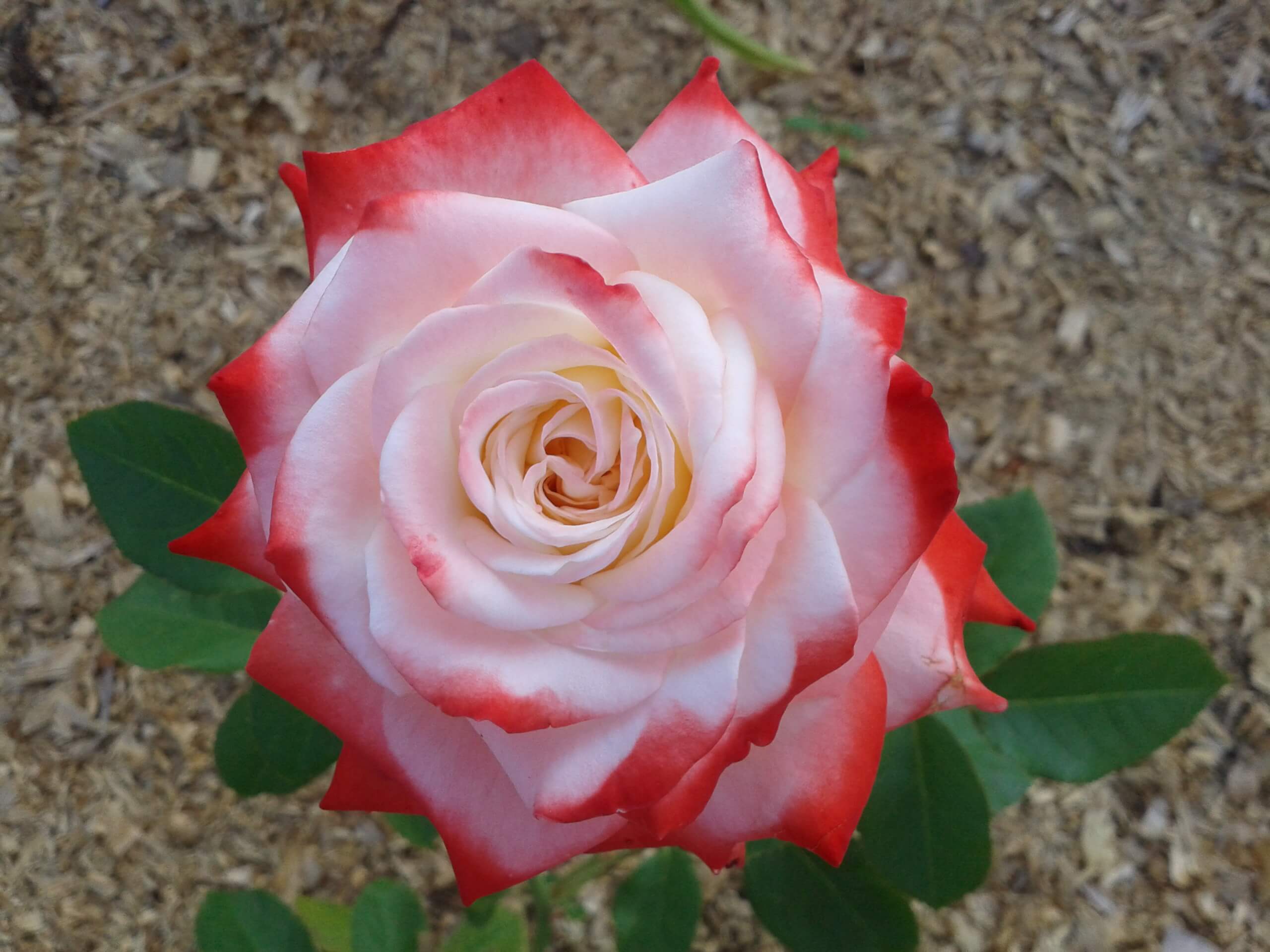 Роза чайно-гибридная (Rosa Imperatrice Farah