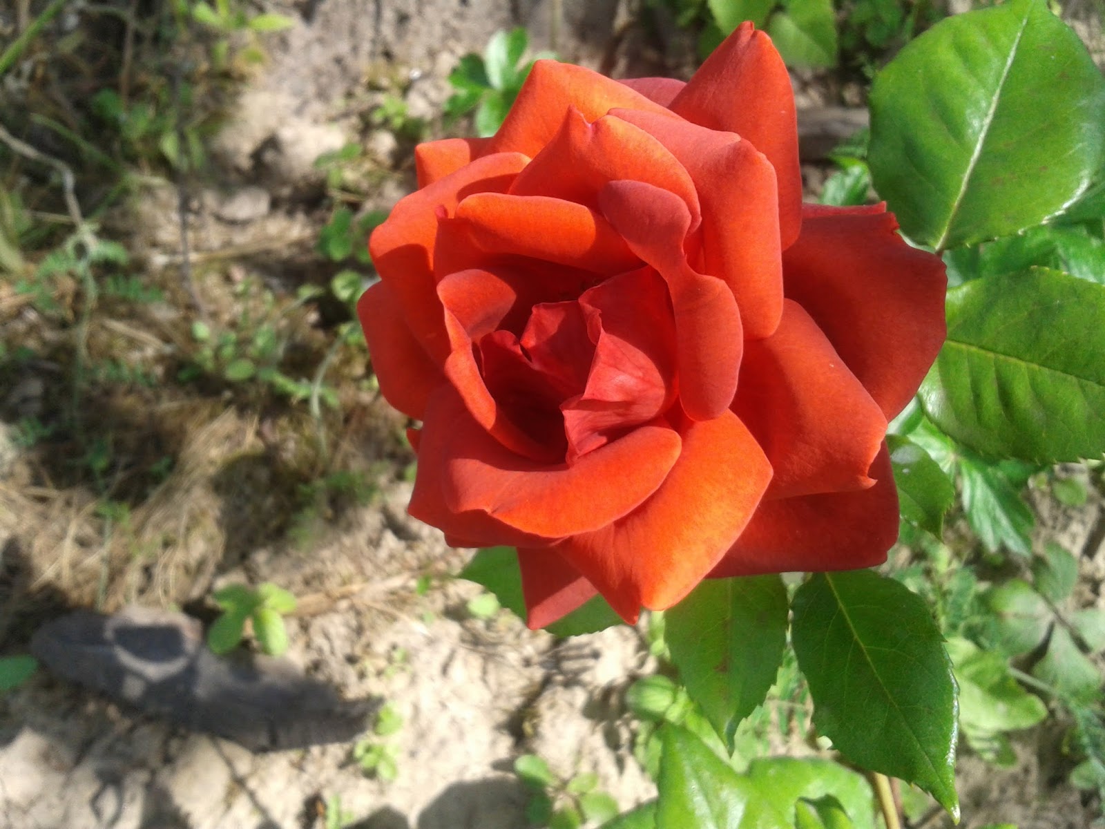 Роза чайно-гибридная Terracotta