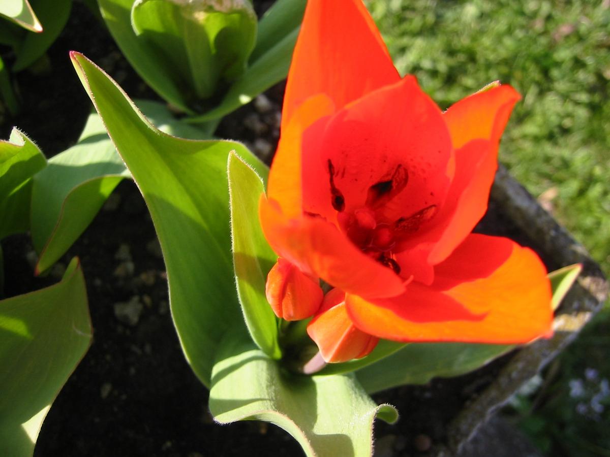 Tulipa Praestans Fusilier