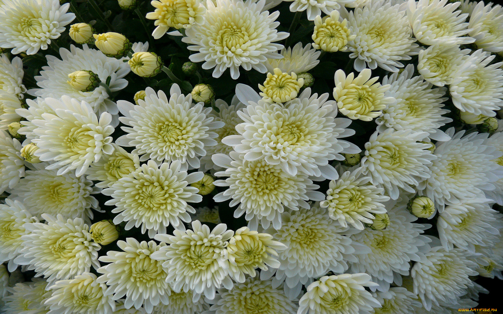 хризантема белая махровая фото