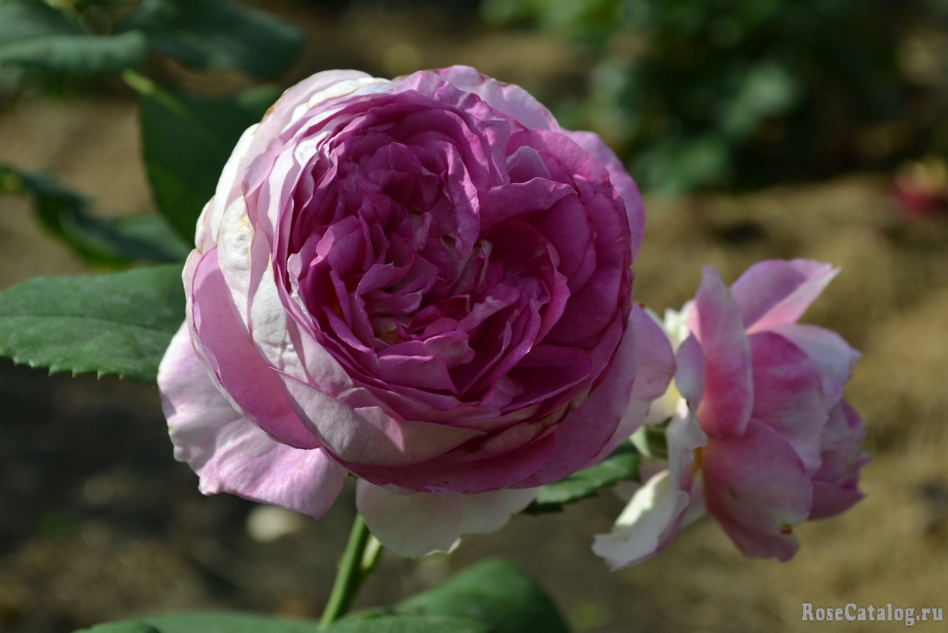 Saphir роза Тантау