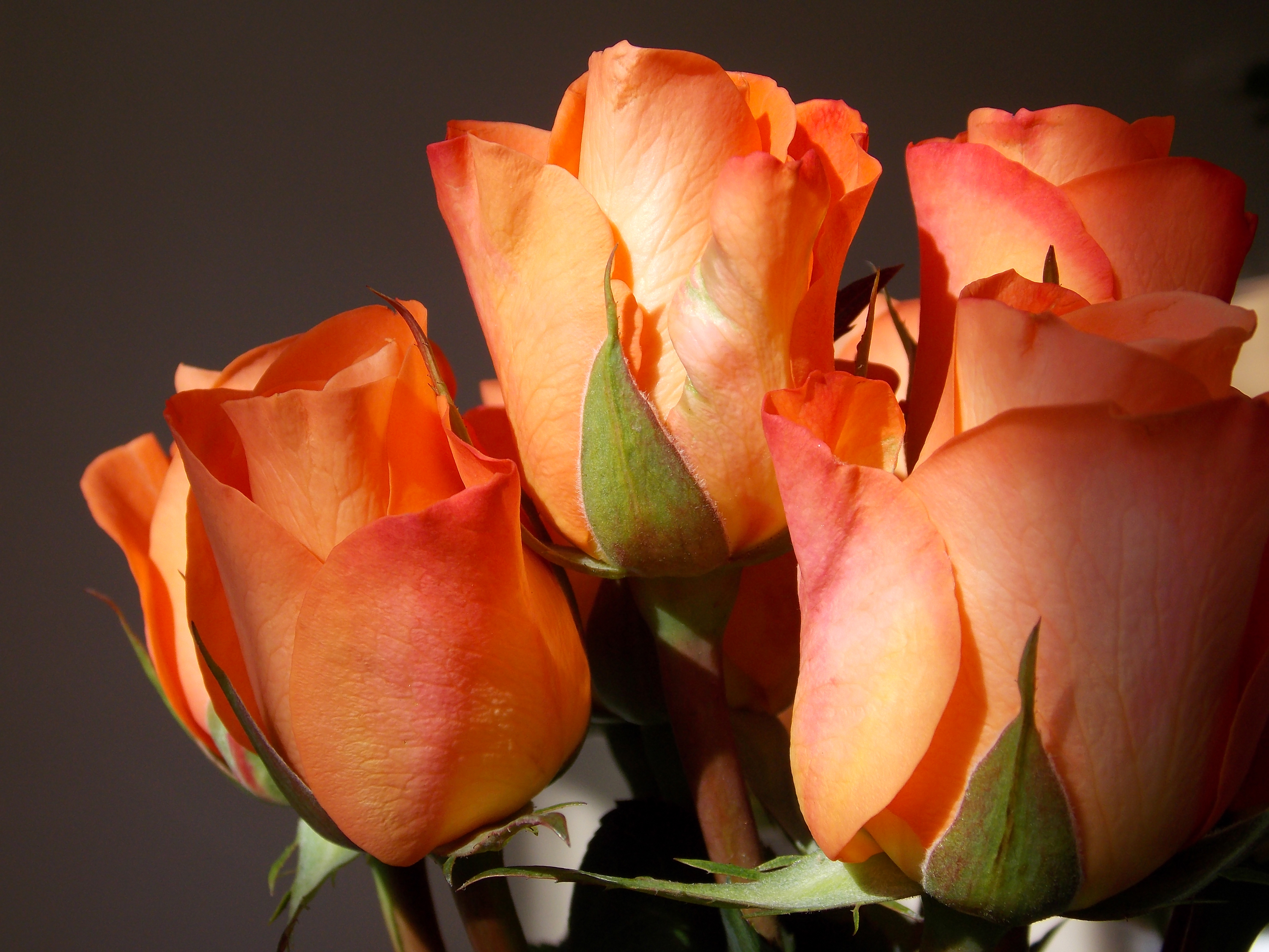 Розы с бокаловидными цветами